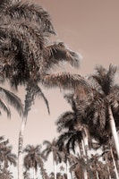 Floridian Palm Tree Vibes 3 wallpaper