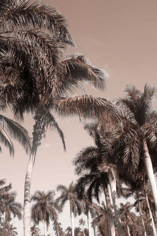 Floridian Palm Tree Vibes 3