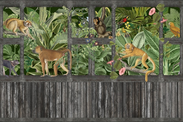 Monkeys Lost Paradise