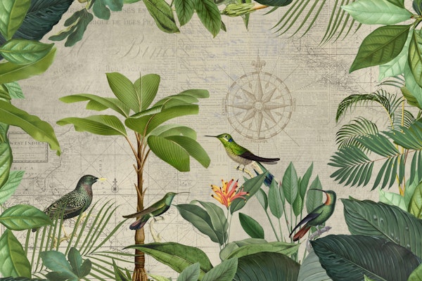 Hummingbirds Tropical Paradise