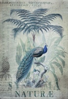 Peacock Jungle King tapeta