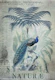 Peacock Jungle King