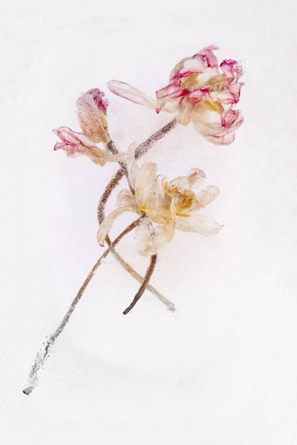 Frozen Beauty - Tulips