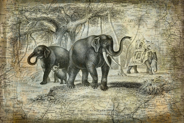 Elephants Of India