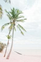 Palm Trees Beach Dream 2 ταπετσαρία