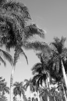 Floridian Palm Tree Vibes 4 wallpaper