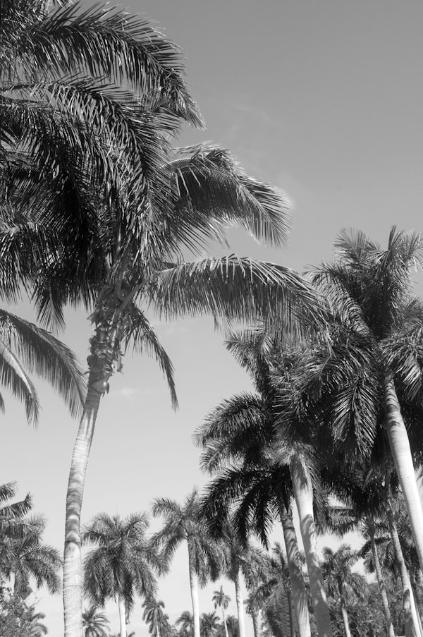 Floridian Palm Tree Vibes 4