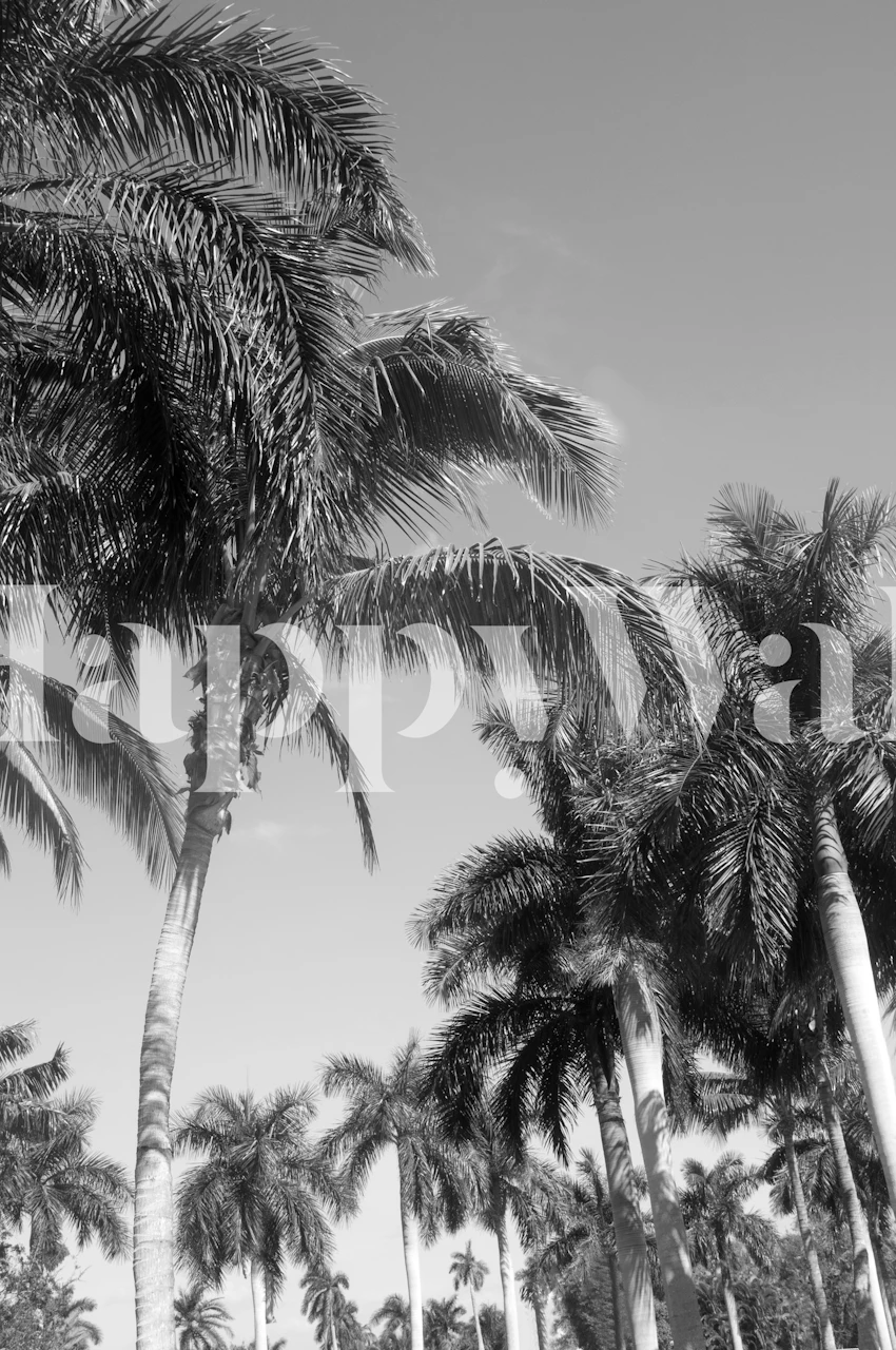 Black and white wall mural of Floridian palm trees