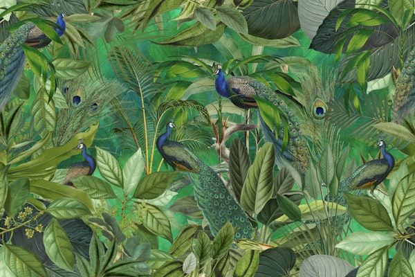 Peacocks Green  Paradise