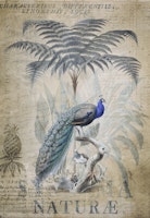 Peacock Jungle King II tapeta