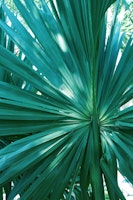 Tropical Fan Palm Finesse 1 behang