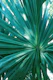 Tropical Fan Palm Finesse 1