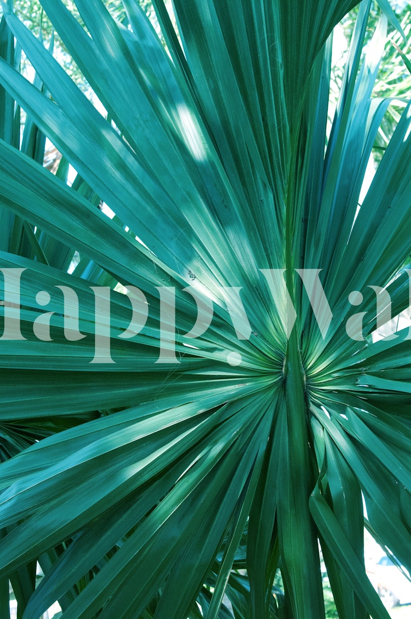 Tropical Fan Palm Finesse 1 Wallpaper Happywall