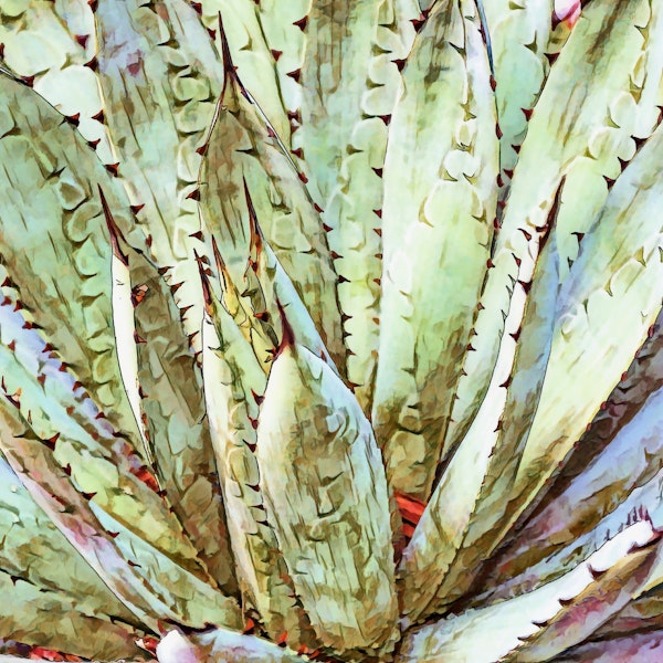 Soft Green Agave