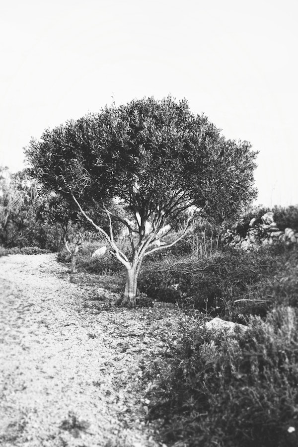 Olive Tree Garden