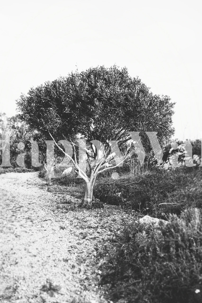 Olive tree on a pathway in black and white wallpaper