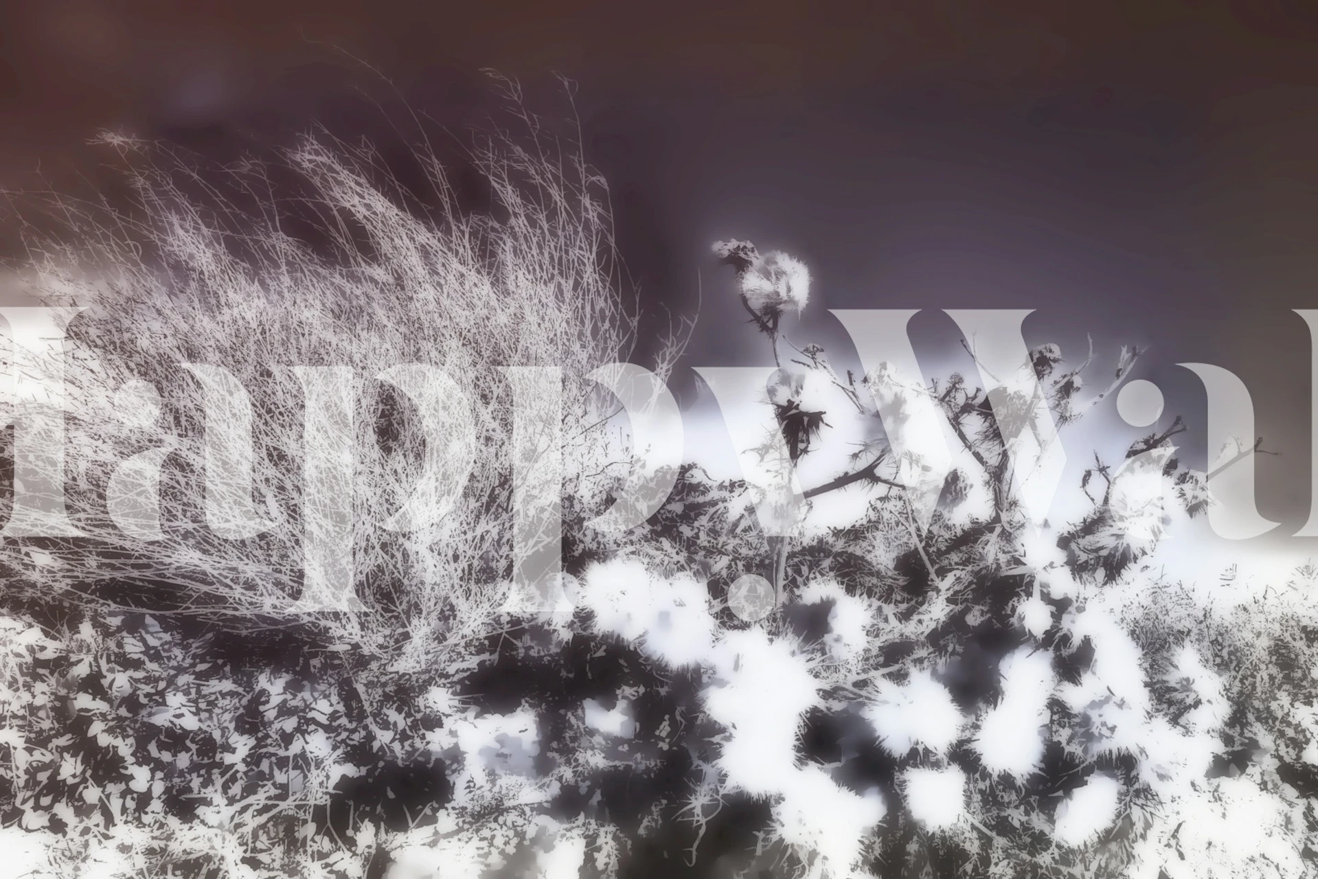 Wind-swept trees in monochrome wall mural from happywall.com