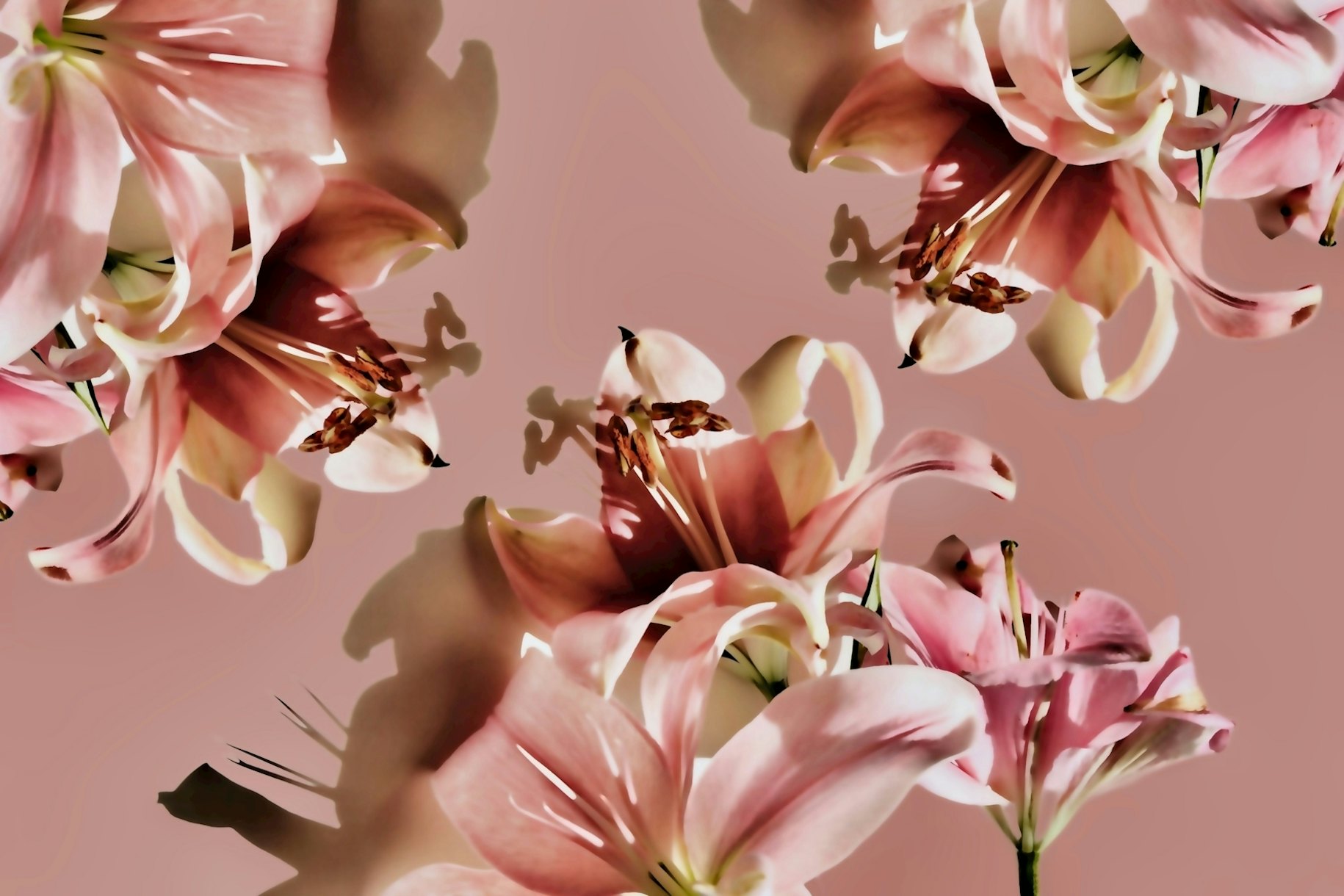Lily Flower Dream wallpaper Happywall