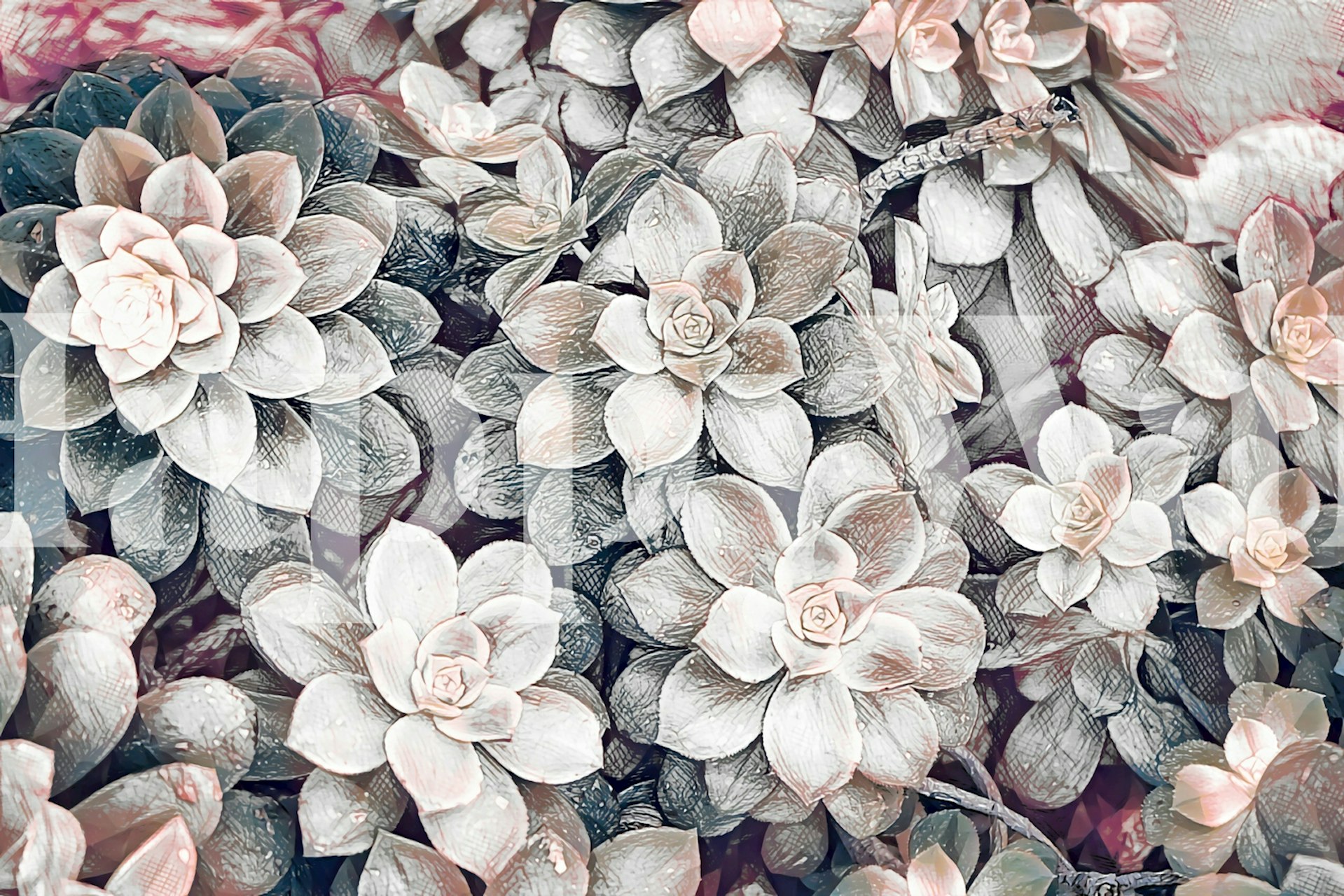 Succulent garden wallpaper design in a room