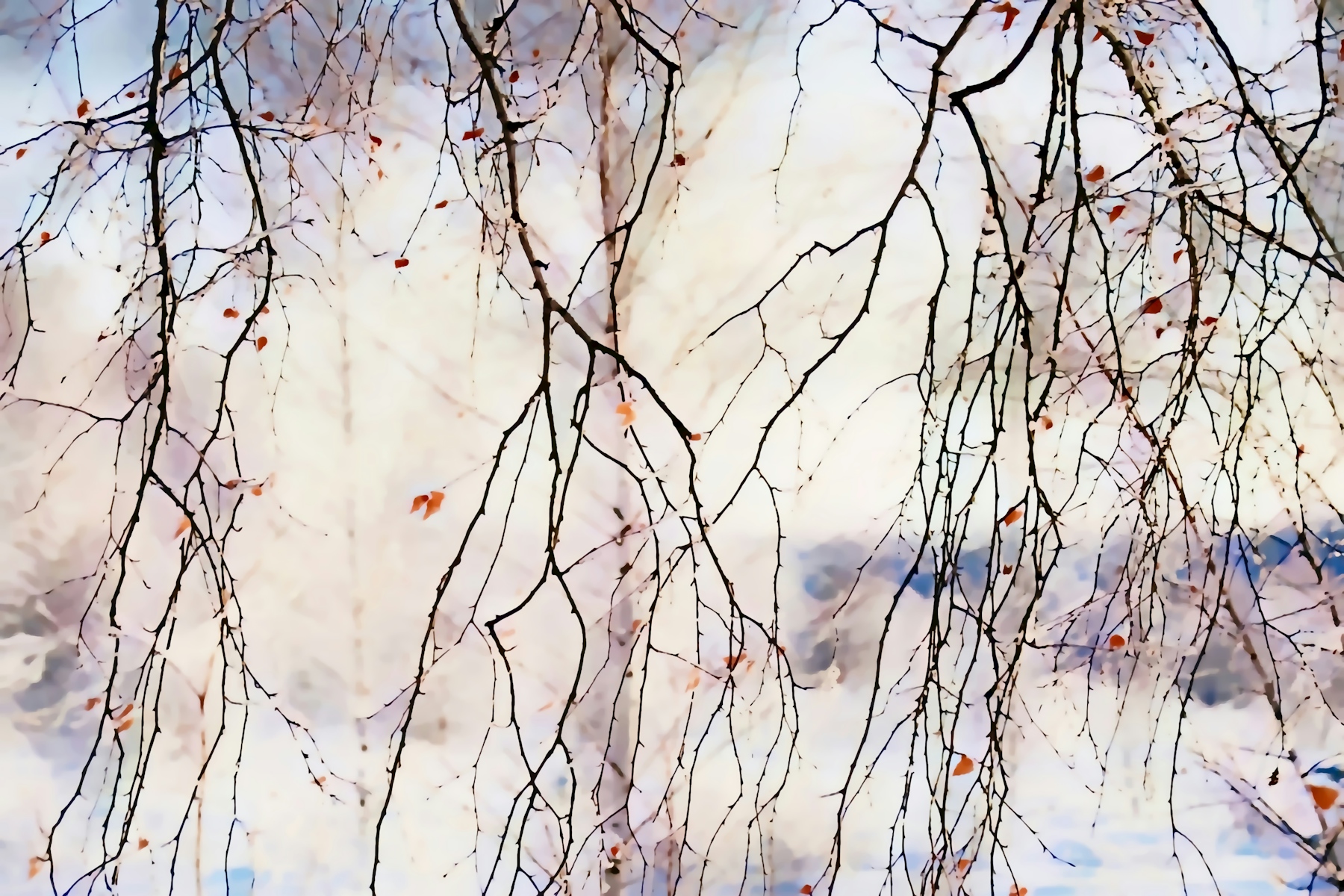 Buy Birch Tree wallpaper - Free shipping