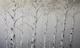Modern Birch Forest