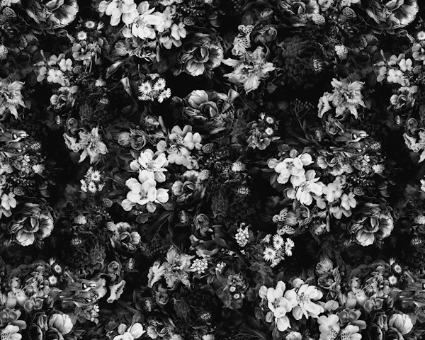 Night Garden 21 Bw