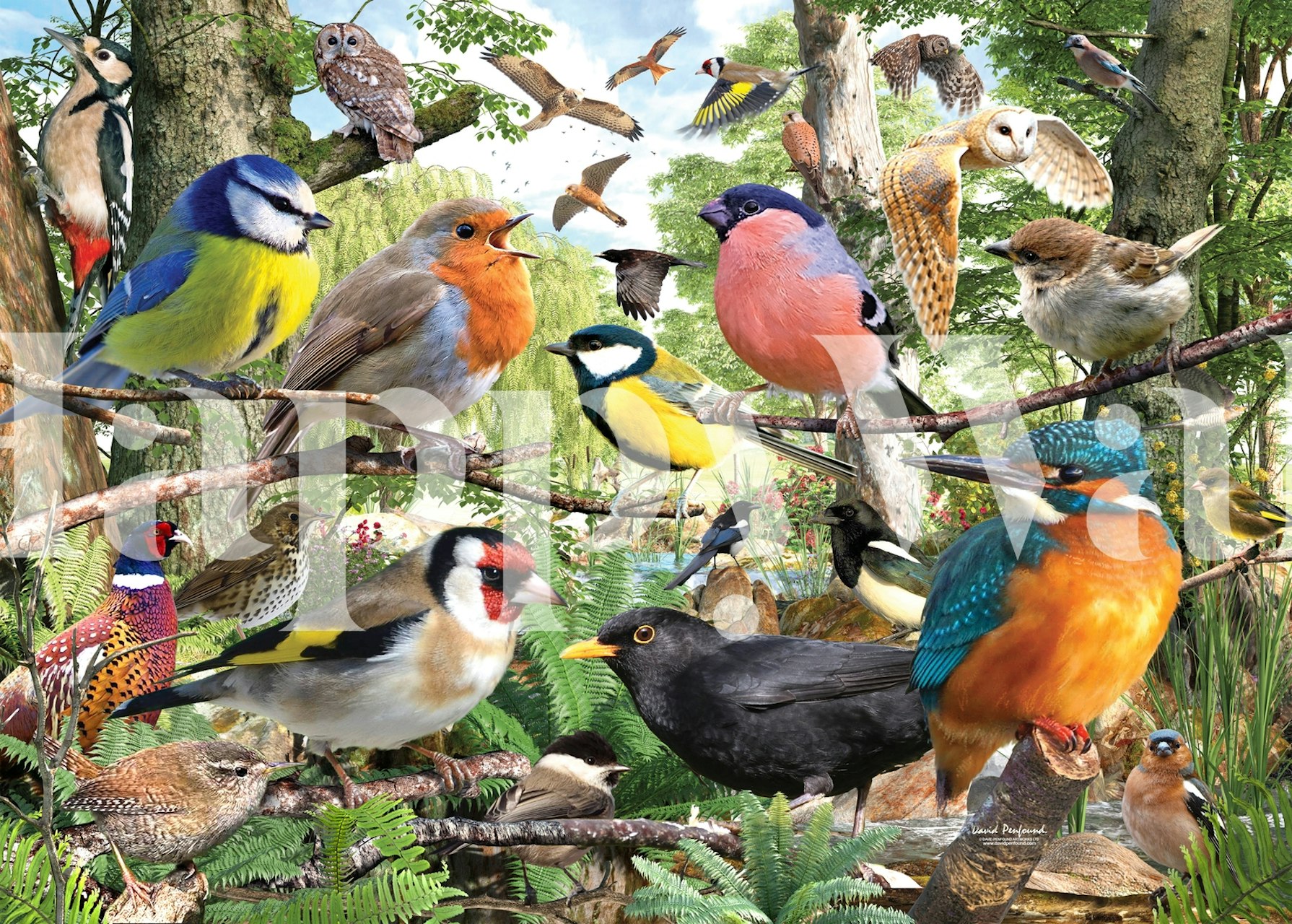 British Birds behang in een kamer