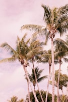 Palm Trees Finesse 1 tapety