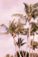 Palm Trees Finesse 1