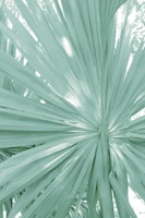 Tropical Fan Palm Finesse 2 behang