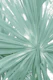 Tropical Fan Palm Finesse 2