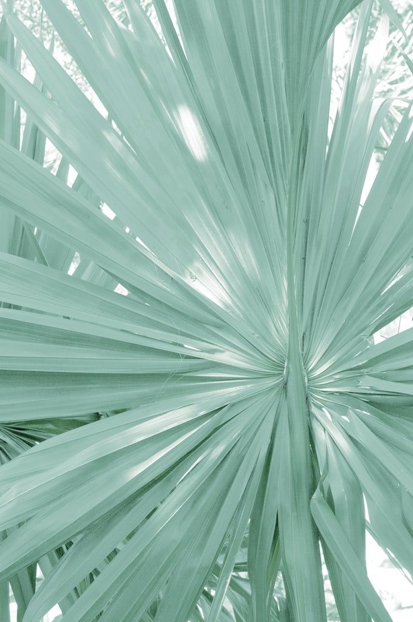 Tropical Fan Palm Finesse 2