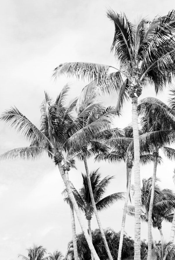 Palm Trees Finesse 2