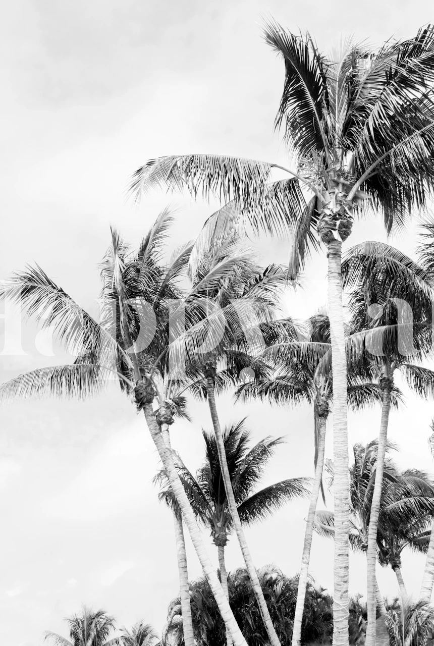 Palm Trees Finesse 2 tapetti huoneessa