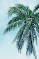 Tropical Palm Finesse 1 wallpaper