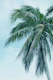 Tropical Palm Finesse 1
