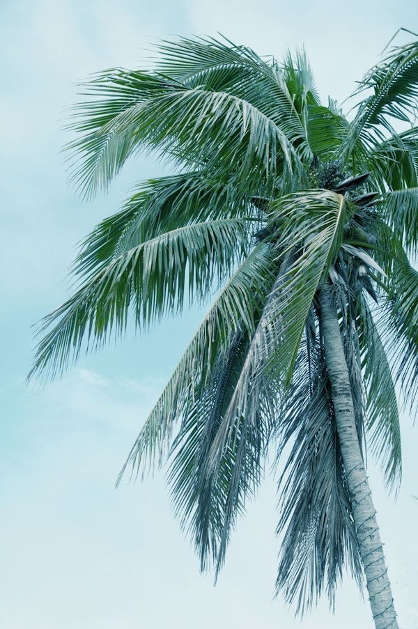 Tropical Palm Finesse 1