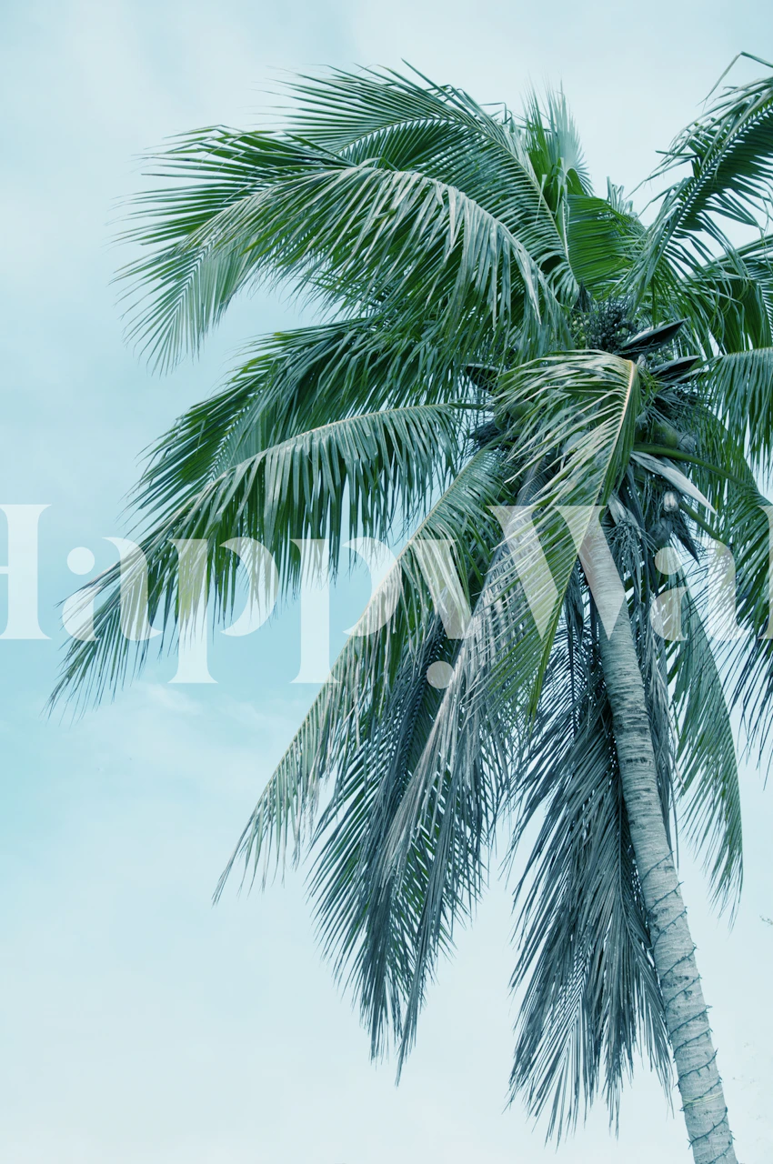 Trooppinen palmu kirkasta taivasta vasten