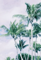 Palm Trees Finesse 3 tapety