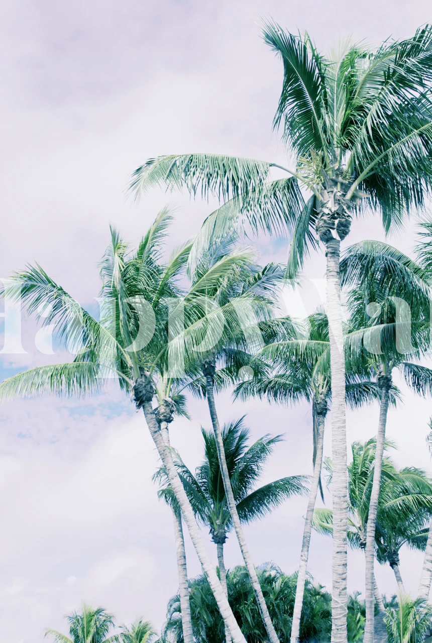 Palm Trees Finesse 3 tapet i et rum