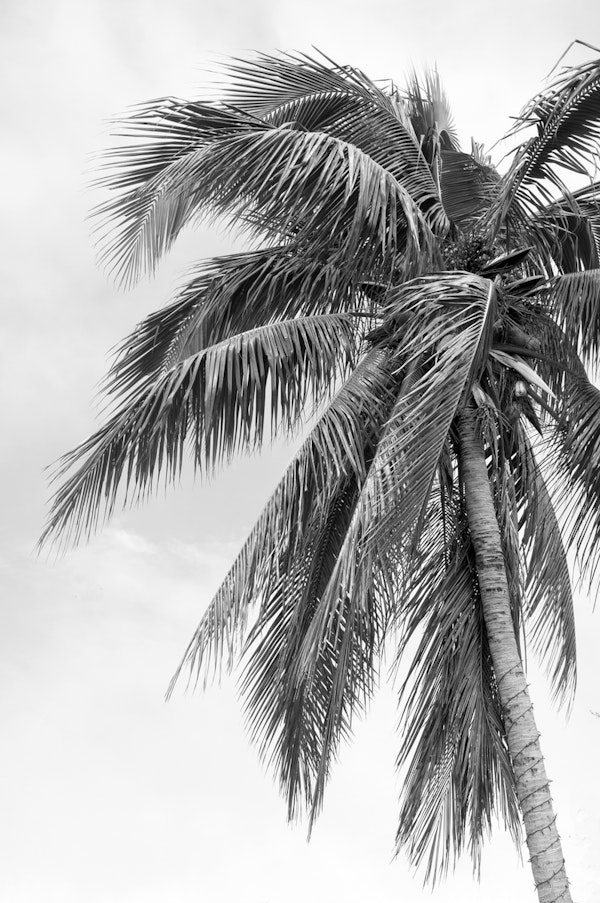 Tropical Palm Finesse 2