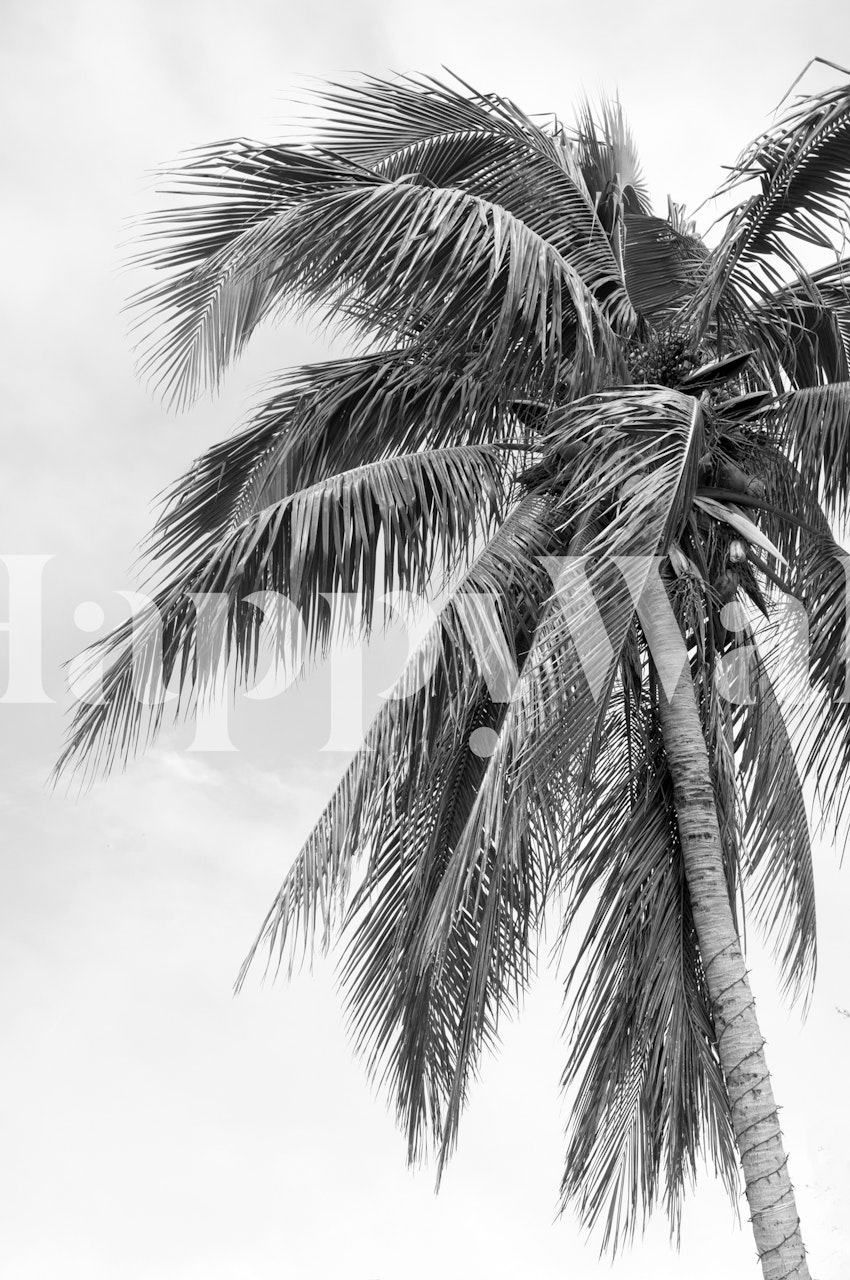 Papier peint mural palmier tropical monochrome