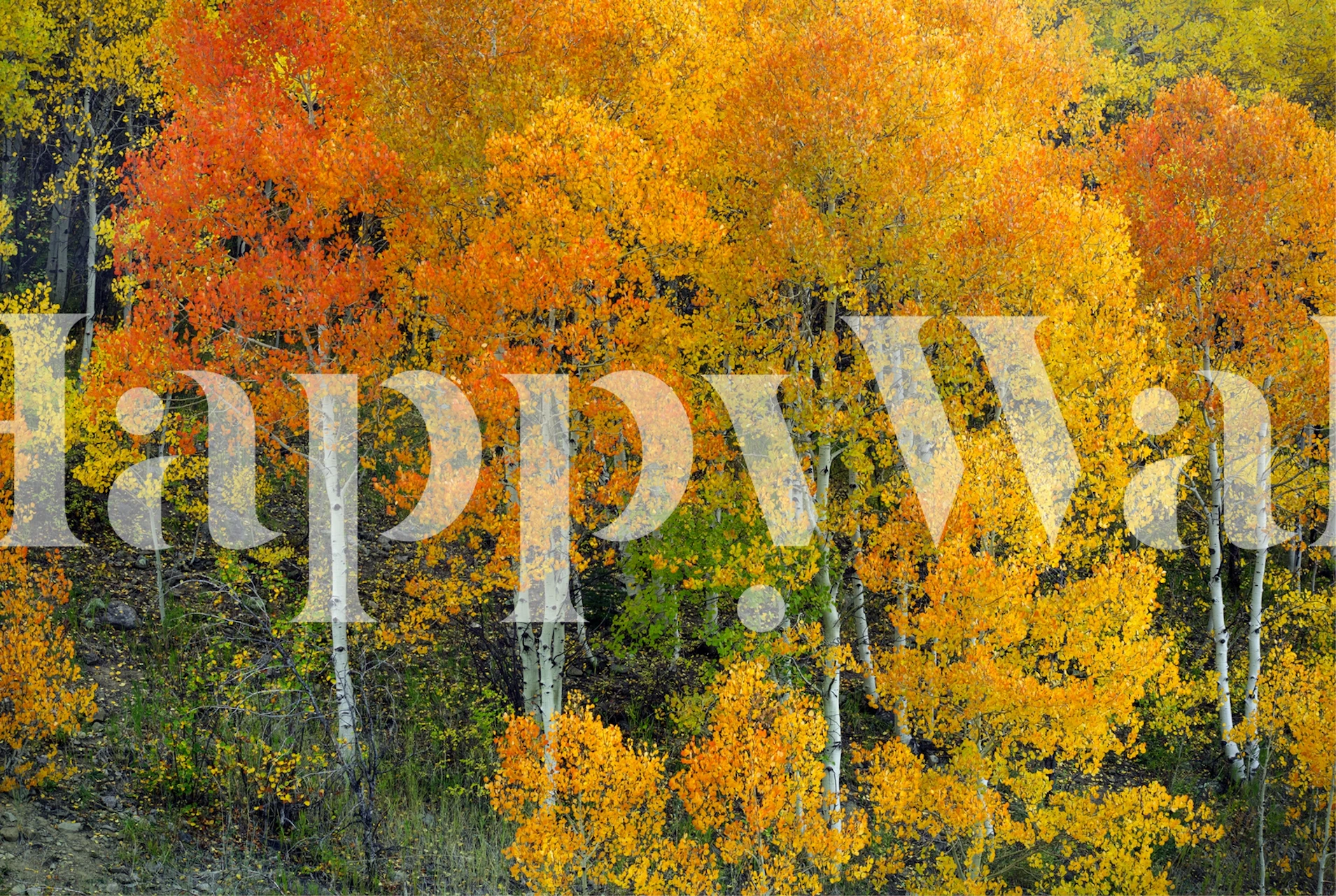 Carta da parati Autumn Serenity in una stanza