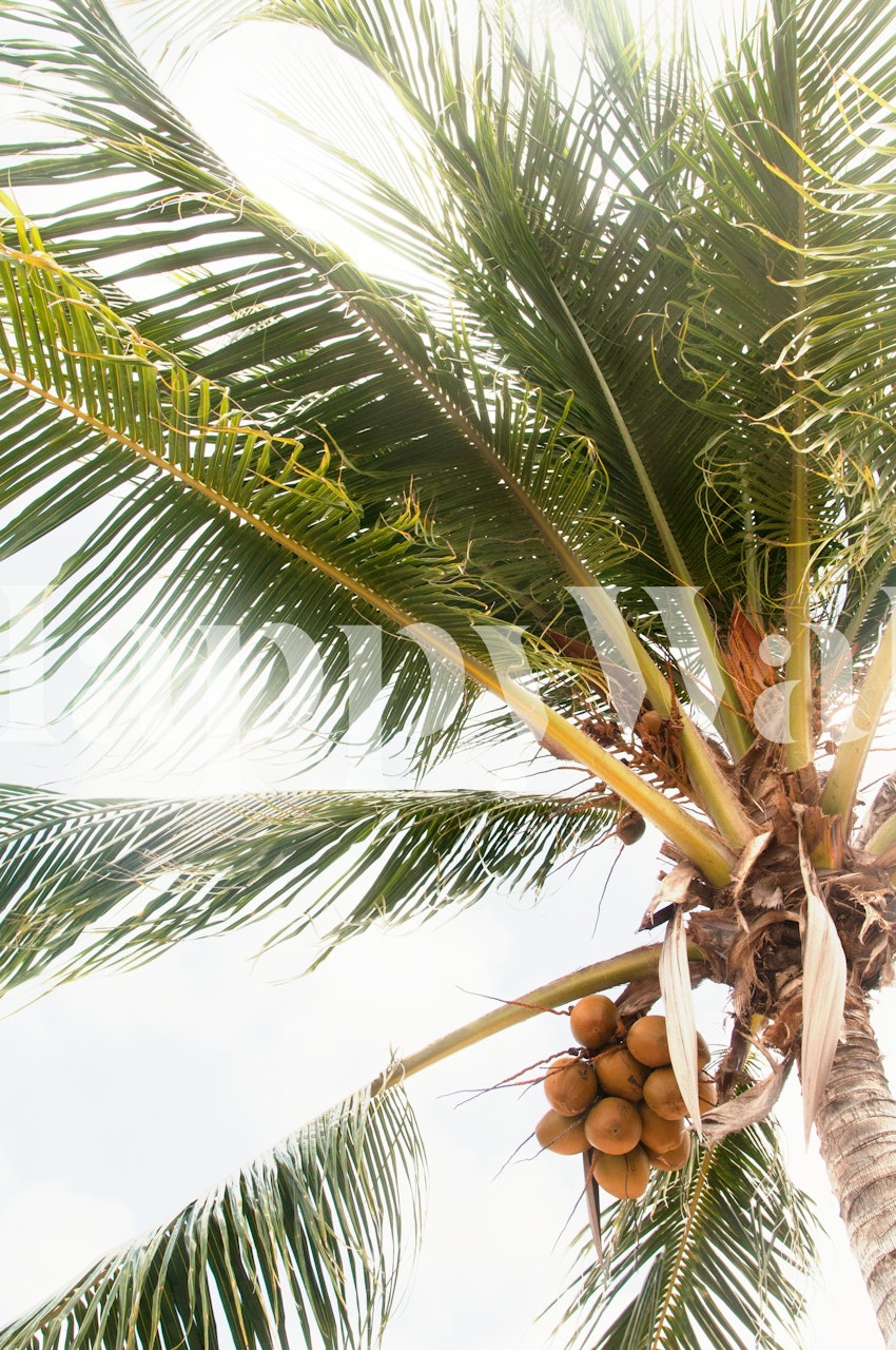 Palm Tree Tropical Vibes 1 wall mural featuring verdant palm fronds and coconuts against a soft sky