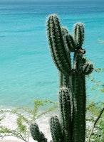 Tropical Cactus Ocean Beach 2 ταπετσαρία
