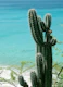 Tropical Cactus Ocean Beach 2