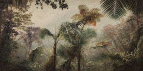 Soft Misty Jungle Forest