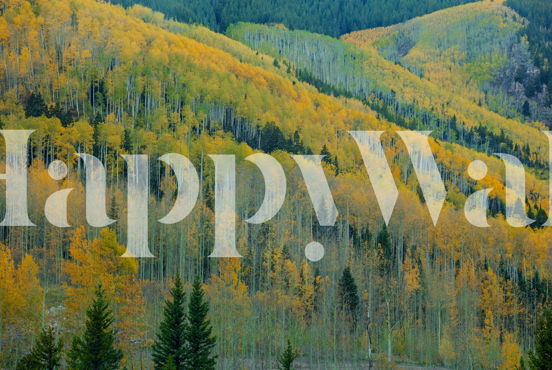 Aspen trees in autumn with yellow and orange leaves wall mural