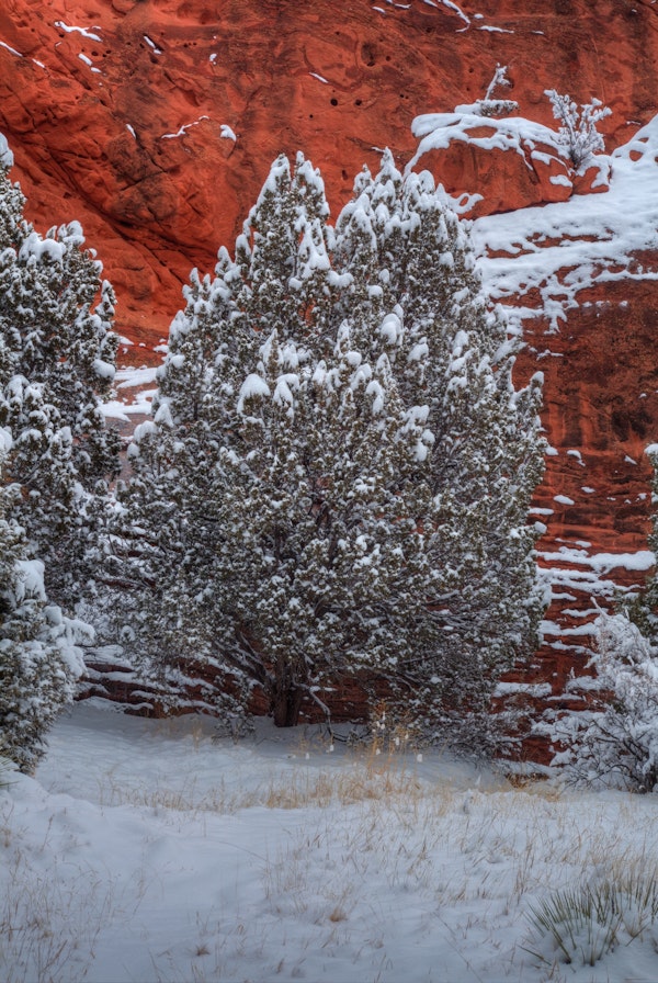 Snow Trees And A Canyon Wall