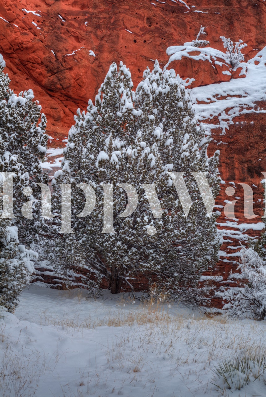 Wallpaper featuring snow trees and canyon wall